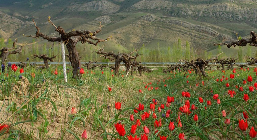 شهر اسفراین در استان خراسان شمالی - توریستگاه