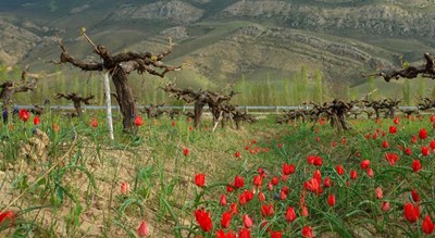شهر اسفراین در استان خراسان شمالی - توریستگاه