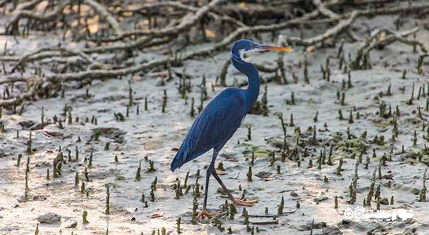 شهر قشم در استان هرمزگان - توریستگاه