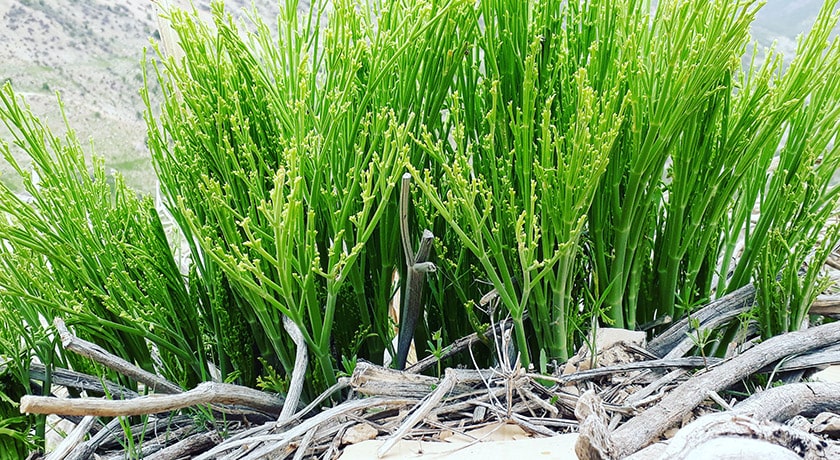 شهر چرام در استان کهگیلویه و بویر احمد - توریستگاه