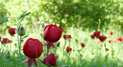 شهر لنده در استان کهگیلویه و بویر احمد - توریستگاه