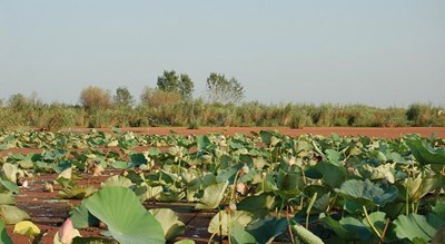 شهر بندر انزلی	 در استان گیلان - توریستگاه