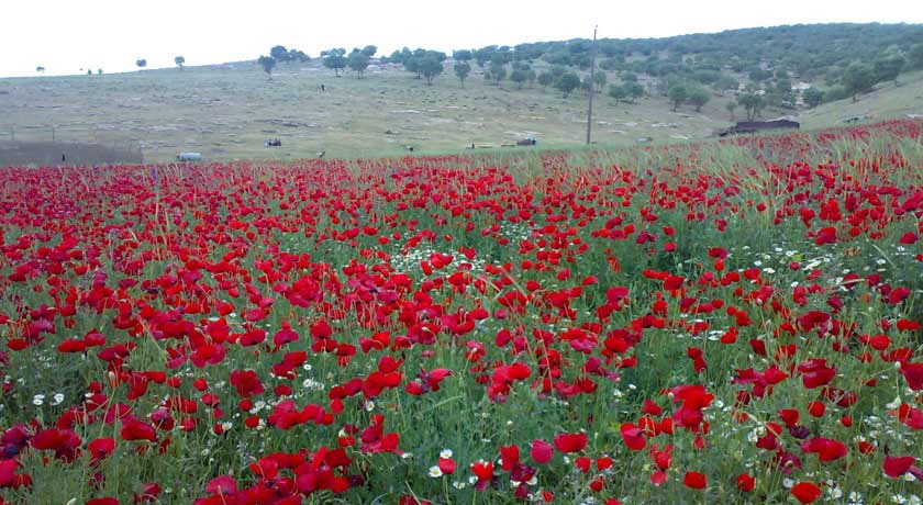 شهر اسلام آباد غرب	 در استان کرمانشاه - توریستگاه