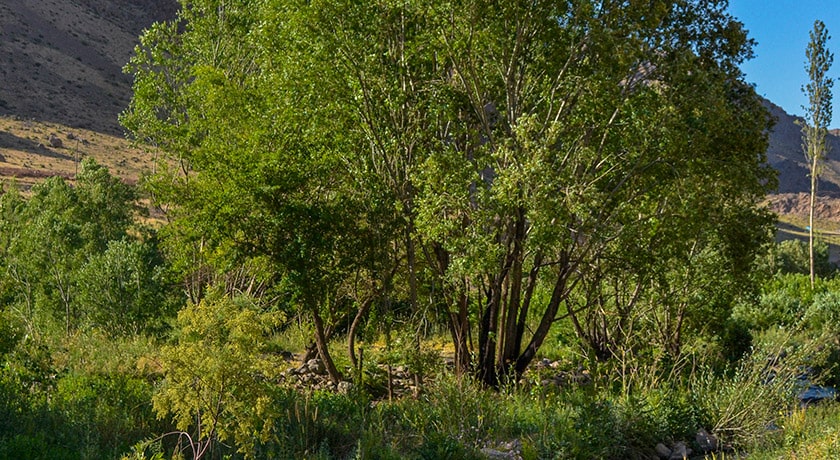 شهر صحنه در استان کرمانشاه - توریستگاه