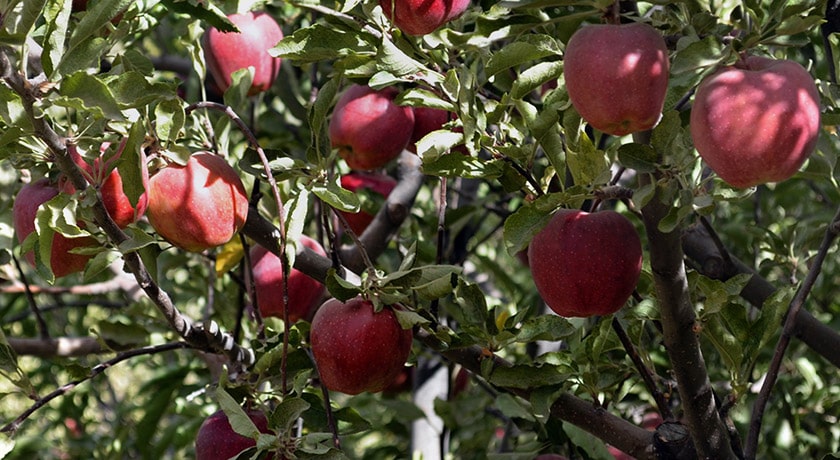 شهر مراغه در استان آذربایجان شرقی - توریستگاه