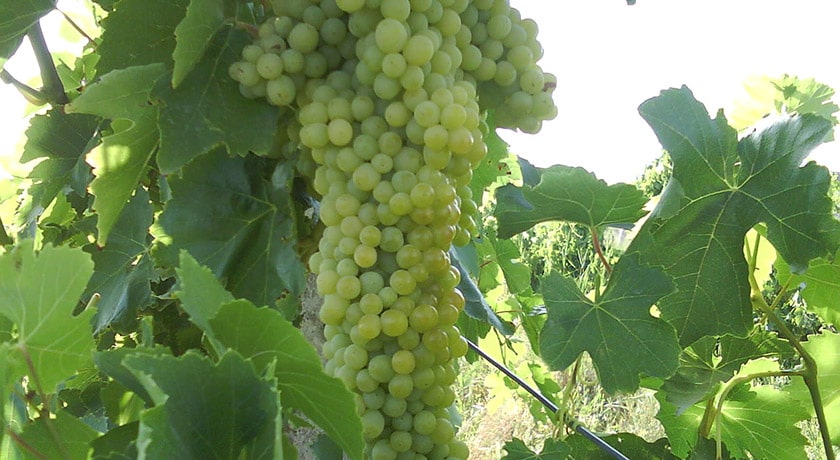 شهر ملکان در استان آذربایجان شرقی - توریستگاه