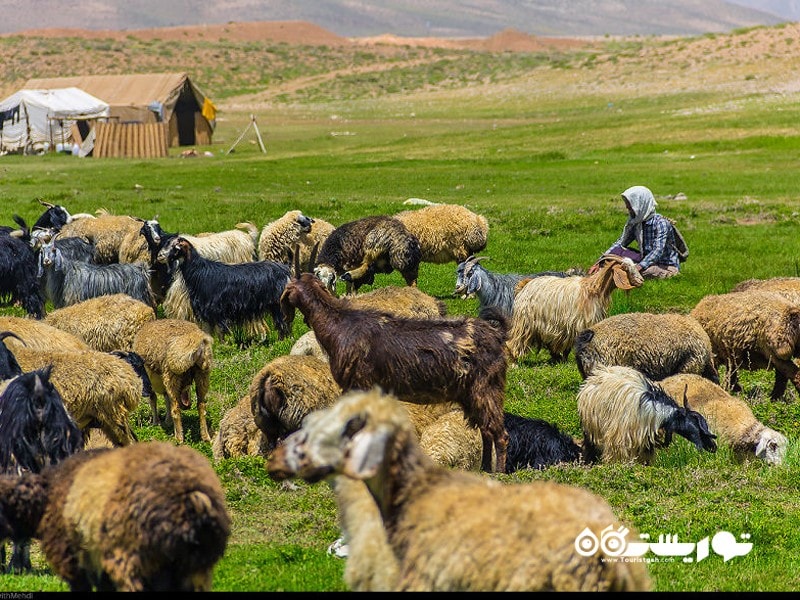 یک روز زندگی با عشایر قشقایی در استان فارس