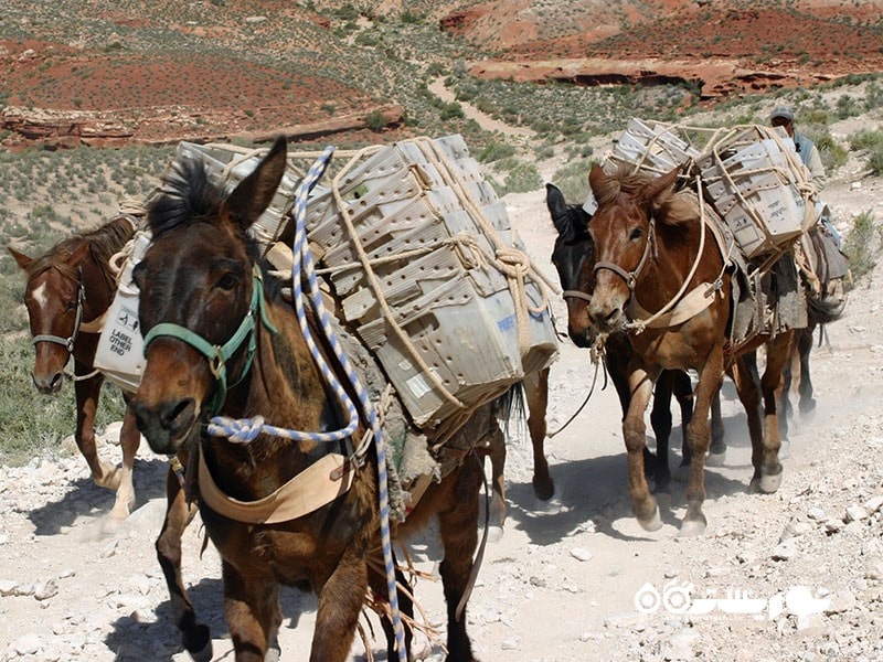 دفتر پست با تحویل توسط قاطر، آمریکا