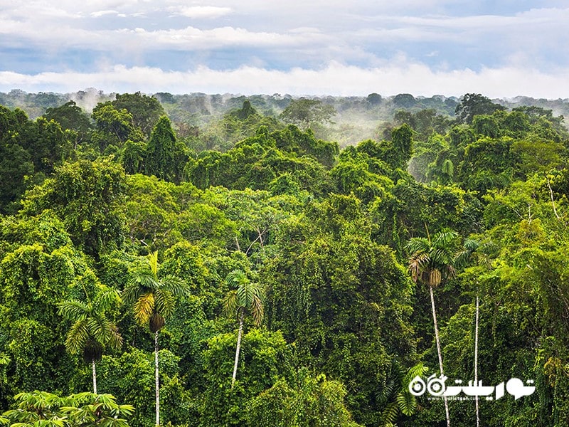 4- جنگل های بارانی آمازون، آمریکای جنوبی 