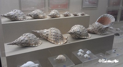 موزه صدف های دریایی پوکت -  شهر پوکت