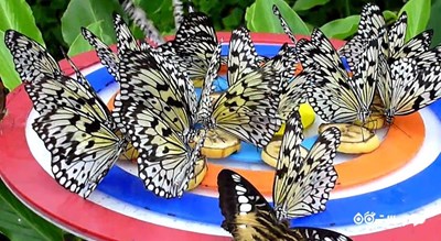 پارک پروانه ها و قلمرو حشرات -  شهر سنگاپور