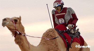 سرگرمی مسابقه شتر دوانی با ربات شهر امارات متحده عربی کشور ابوظبی