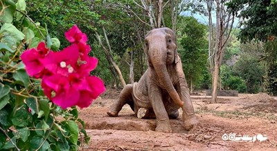  پناهگاه فیل سامویی شهر تایلند کشور کو سامویی