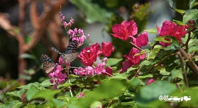  باغ پروانه های سامویی شهر تایلند کشور کو سامویی