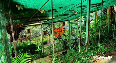 باغ پروانه های سامویی -  شهر کو سامویی