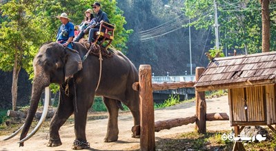 سرگرمی فیل سواری در کوسامویی شهر تایلند کشور کو سامویی