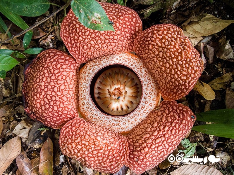8. گلی با بزرگترین شکوفه جهان را در ارتفاعات کامرون، در مالزی ببینید