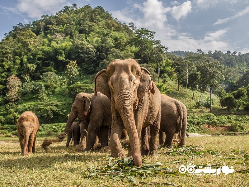 1. یک فیلم در مورد فیل های تایلند ببینید