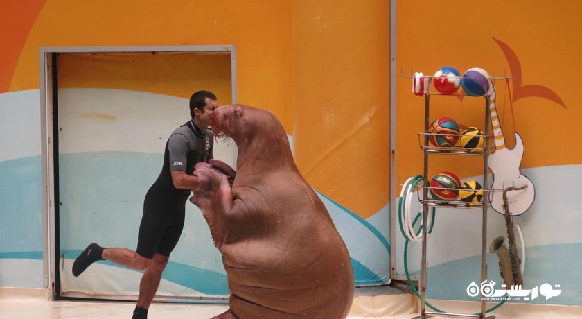  استانبول دالفیناریوم (پارک دلفین استانبول) شهر ترکیه کشور استانبول