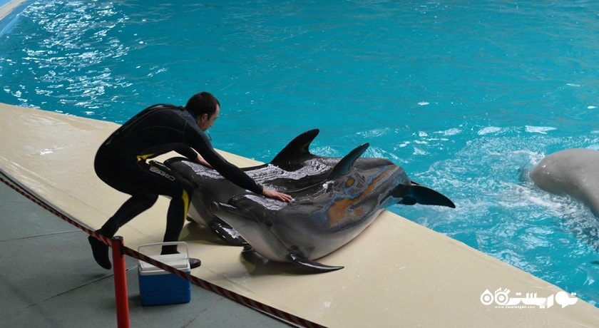  استانبول دالفیناریوم (پارک دلفین استانبول) شهر ترکیه کشور استانبول