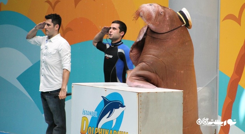  استانبول دالفیناریوم (پارک دلفین استانبول) شهر ترکیه کشور استانبول