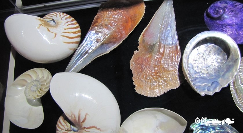   استانبول سی لایف آکواریوم ( آکواریوم زندگی دریایی استانبول) شهر ترکیه کشور استانبول