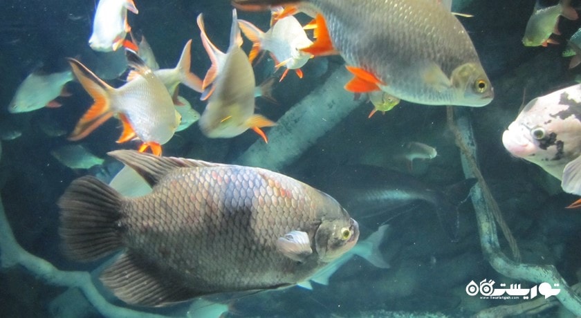   استانبول سی لایف آکواریوم ( آکواریوم زندگی دریایی استانبول) شهر ترکیه کشور استانبول