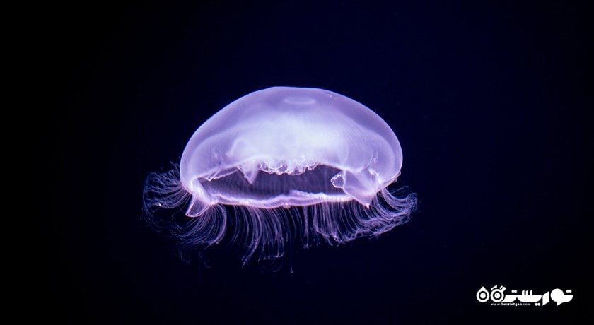   استانبول سی لایف آکواریوم ( آکواریوم زندگی دریایی استانبول) شهر ترکیه کشور استانبول