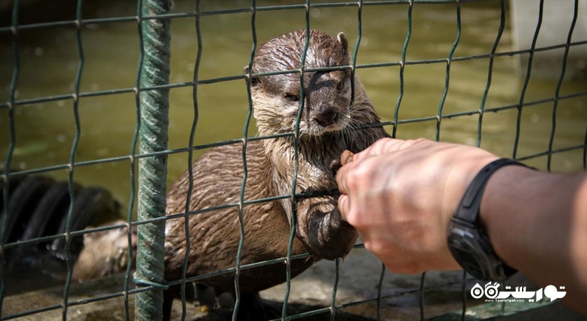  باغ وحش بسفروس شهر ترکیه کشور استانبول