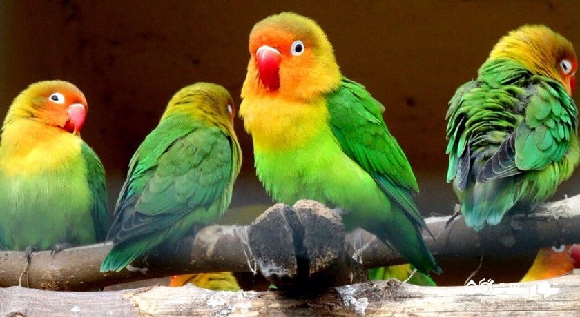  باغ وحش بسفروس شهر ترکیه کشور استانبول