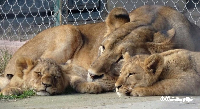  باغ وحش بسفروس شهر ترکیه کشور استانبول