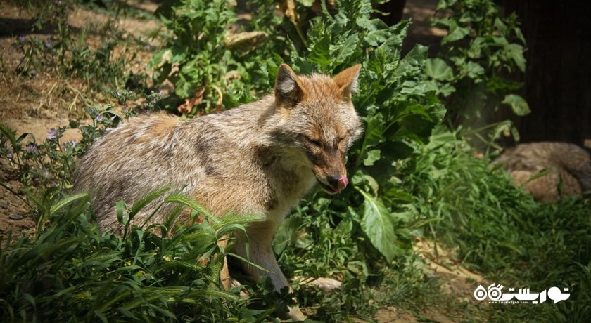  باغ وحش بسفروس شهر ترکیه کشور استانبول