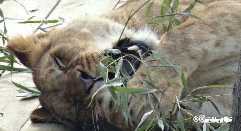  باغ وحش بسفروس شهر ترکیه کشور استانبول