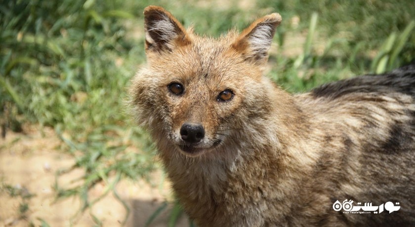  باغ وحش بسفروس شهر ترکیه کشور استانبول