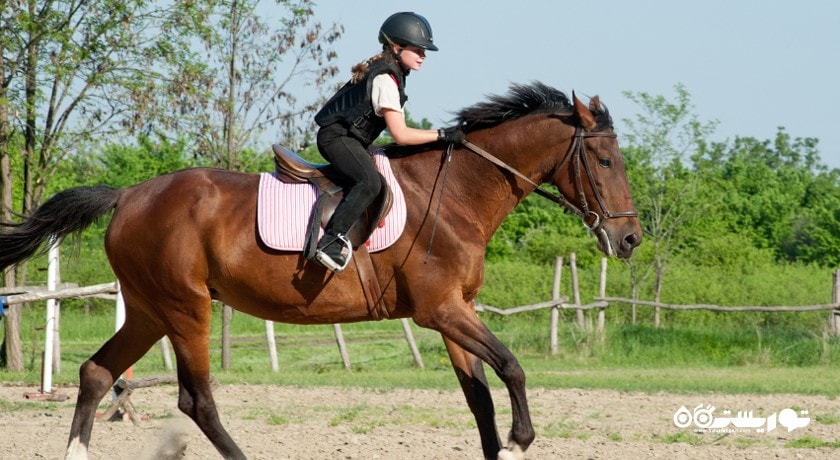 سرگرمی اسب سواری شهر ترکیه کشور استانبول