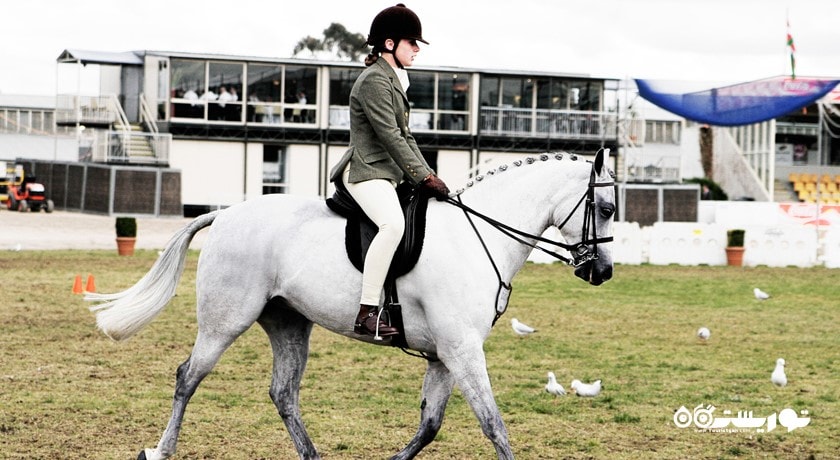 سرگرمی اسب سواری شهر ترکیه کشور استانبول