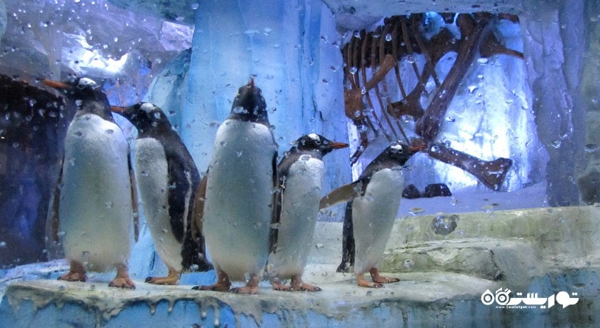 سرگرمی آکواریوم و باغ وحش زیر آبی دبی شهر امارات متحده عربی کشور دبی