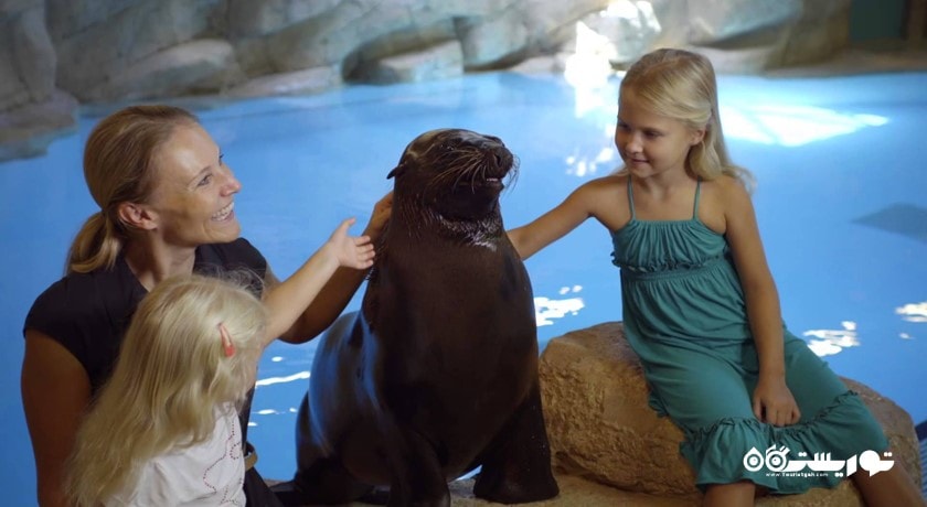 سی لاین پوینت (شیر دریایی) -  شهر دبی