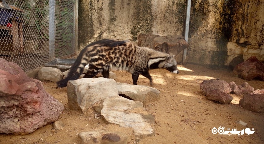 سرگرمی باغ وحش تفلیس شهر گرجستان کشور تفلیس