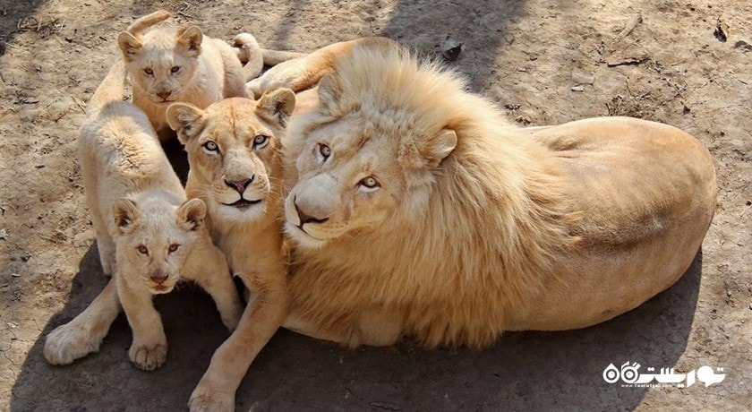 باغ وحش تفلیس -  شهر تفلیس