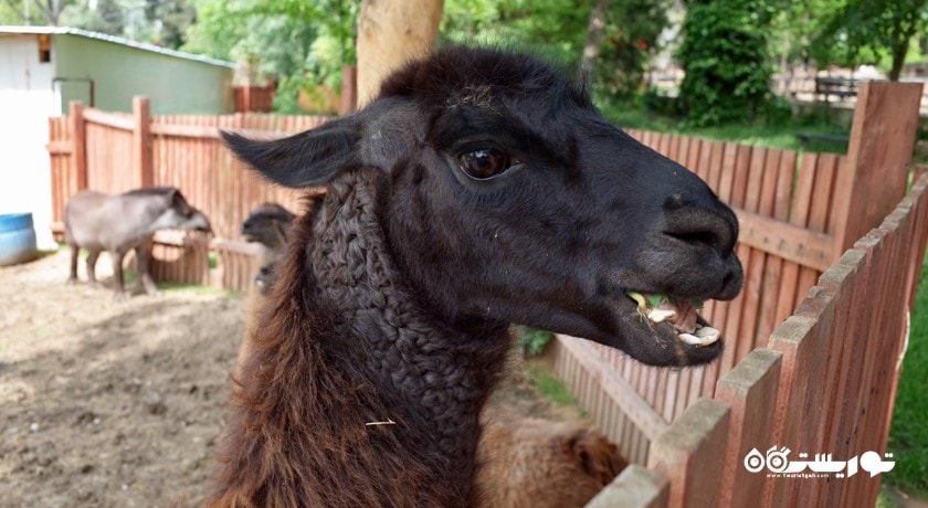 سرگرمی باغ وحش تفلیس شهر گرجستان کشور تفلیس