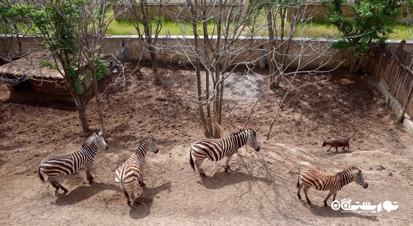 سرگرمی باغ وحش تفلیس شهر گرجستان کشور تفلیس
