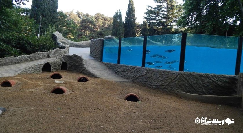 سرگرمی باغ وحش تفلیس شهر گرجستان کشور تفلیس