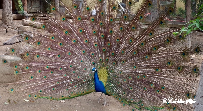 سرگرمی باغ وحش تفلیس شهر گرجستان کشور تفلیس