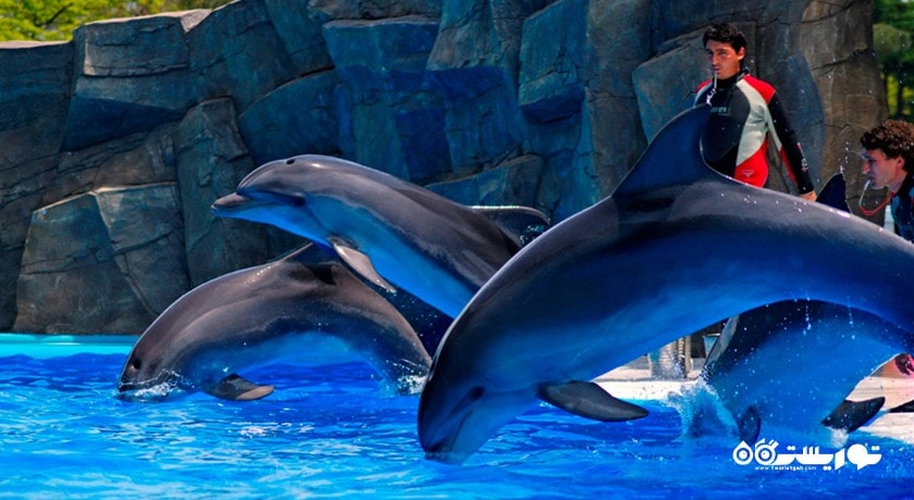 سرگرمی آکواریوم و دلفیناریوم باتومی (پارک دلفین ها) شهر گرجستان کشور باتومی
