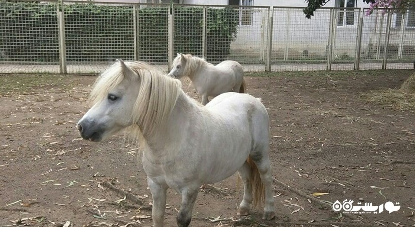 سرگرمی باغ وحش باتومی شهر گرجستان کشور باتومی