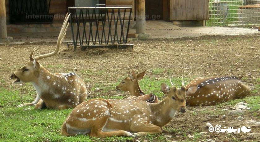 باغ وحش باتومی -  شهر باتومی