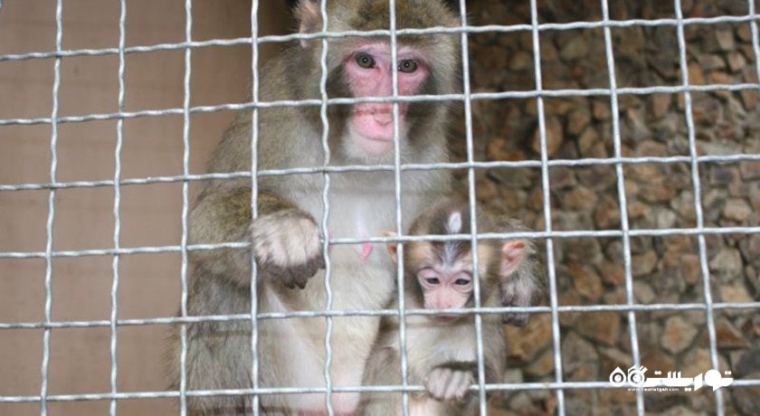 سرگرمی باغ وحش باتومی شهر گرجستان کشور باتومی