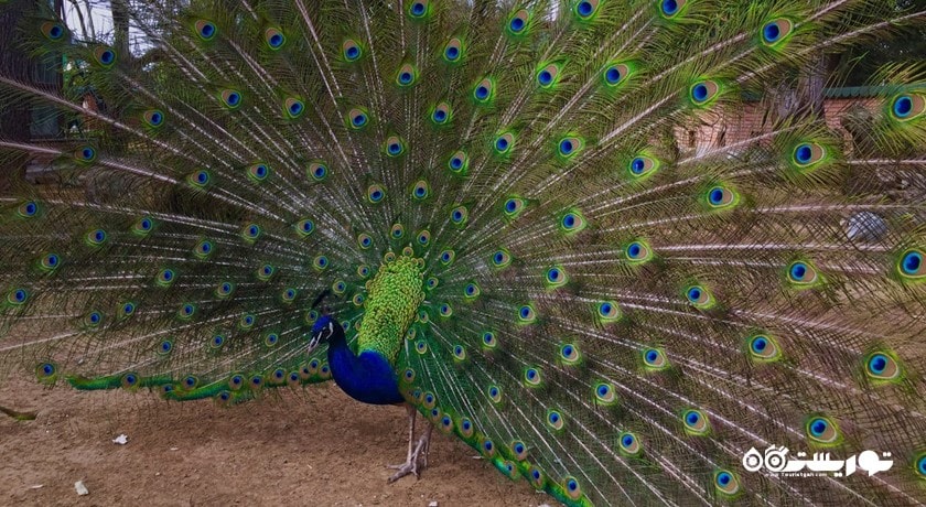 سرگرمی باغ وحش باتومی شهر گرجستان کشور باتومی