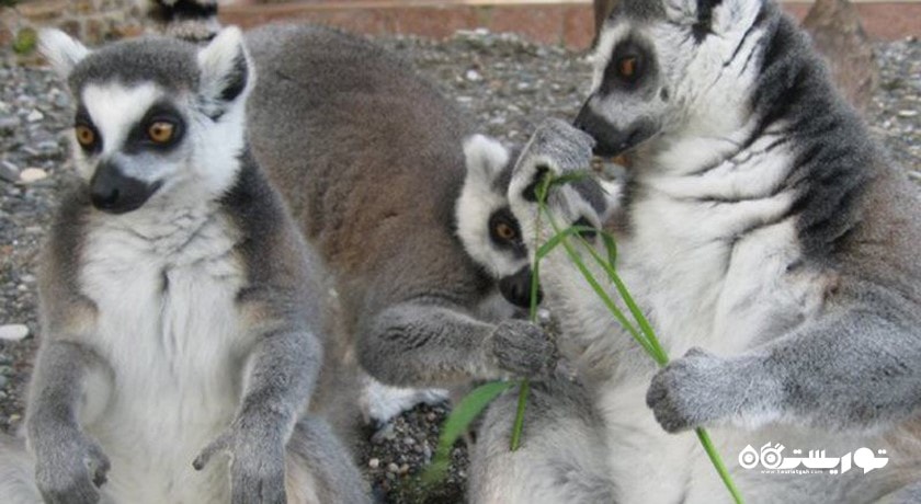 باغ وحش باتومی -  شهر باتومی